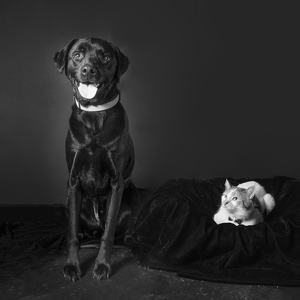 Fundraising Page: Annie and Murphy  Anderson